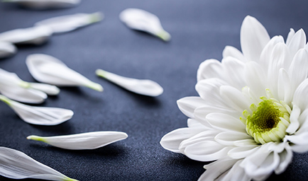 お看取りまで対応します